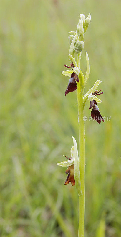 蝇兰(Ophrys insect fera)